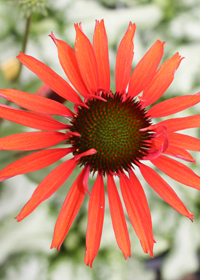 Echinacea 'Hot Lava'